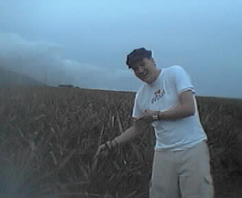 Pineapple and me