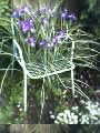 Iris Chair