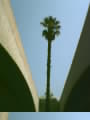 Palm at 101 Underpass SB