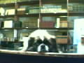 Thibetan Book Spaniel