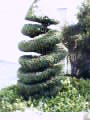 Corkscrew Shrub